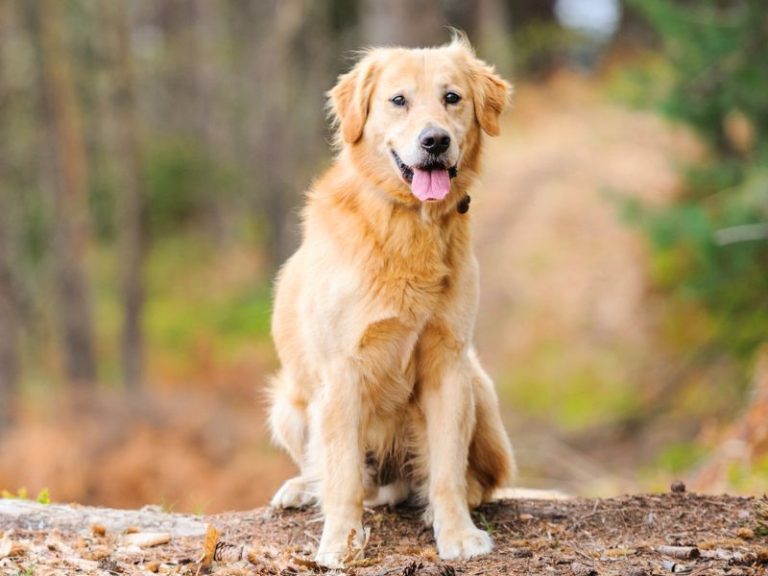 Ein Golden Retriever sitzt auf einem Waldweg im Exotenwald.