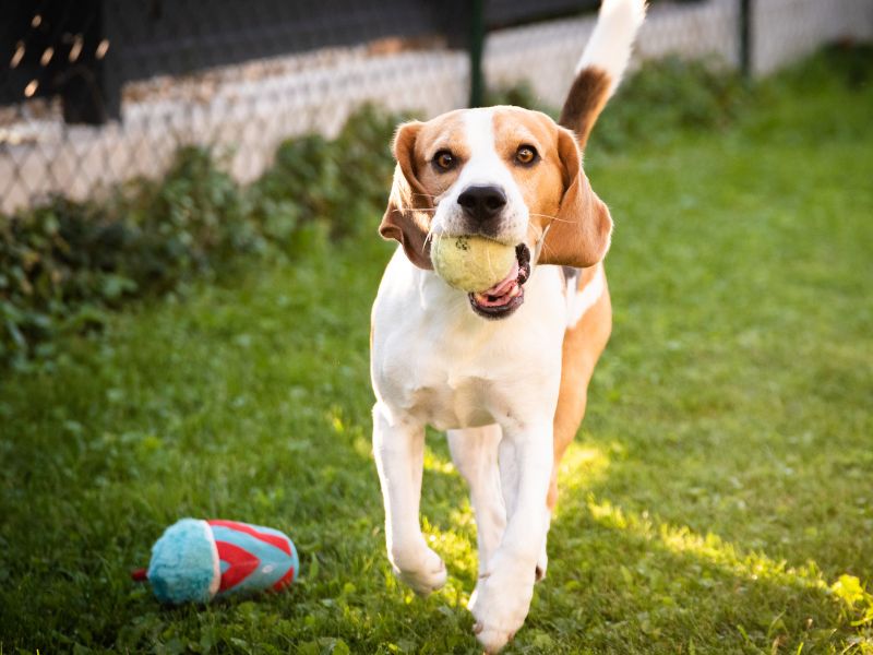 Hund läuft mit gelben Ball im Maul über eine grüne Wiese.