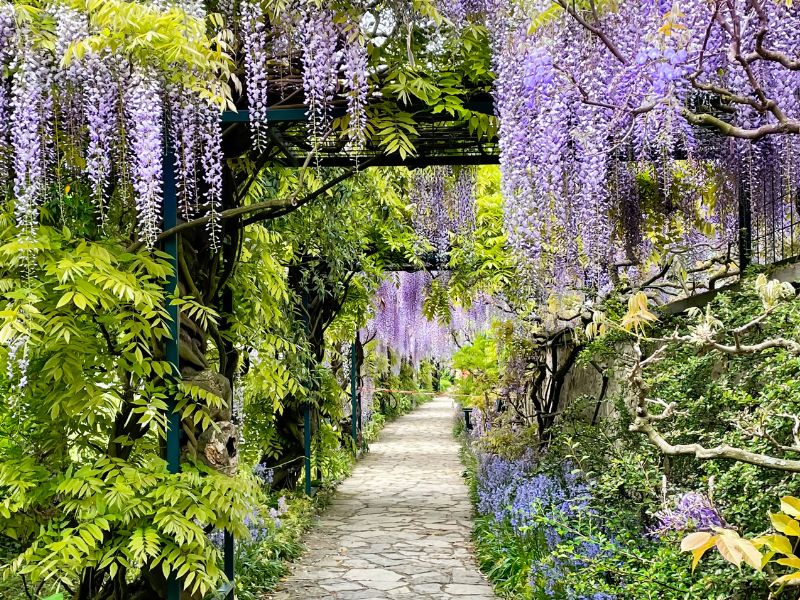 Ein blühender Gartenweg mit violettem Blauregen im Hermannshof.