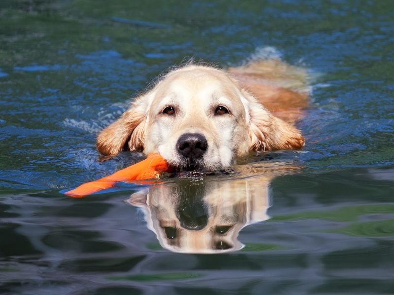 Ein Hund schwimmt mit einem Spielzeug im Maul im Wasser.