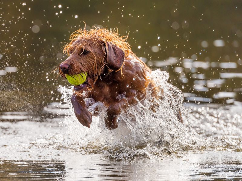 Hund springt mit Ball aus dem Wasser am Binsfelder See.