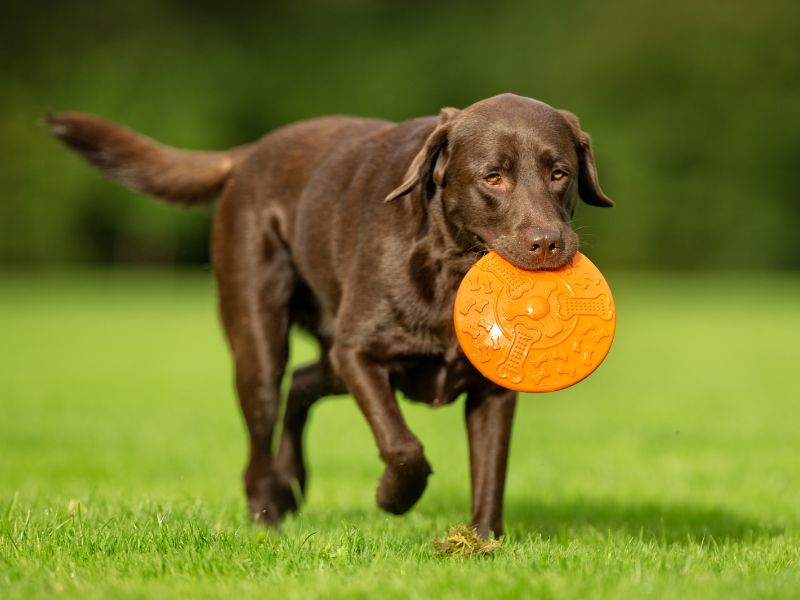 Ein Hund läuft mit orangenen Frisbee im Maul über eine grüne Wiese.