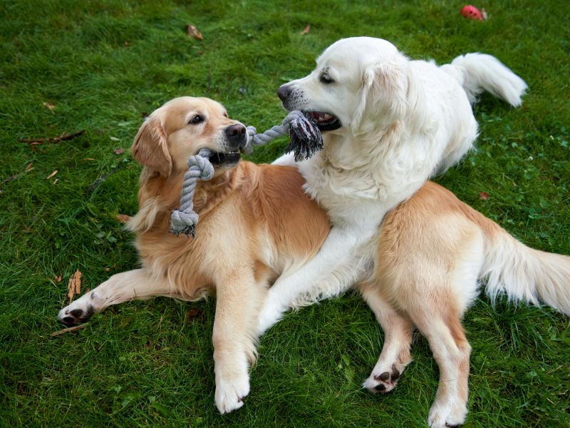 Zwei Hunde spielen mit einem Seil auf einer grünen Wiese.