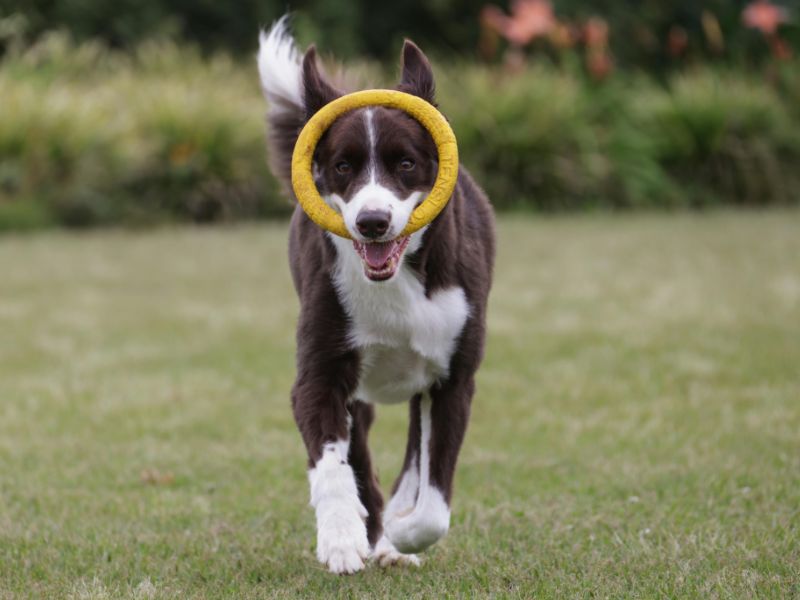 Ein Hund läuft mit gelben Ring im Maul über eine grüne Wiese.