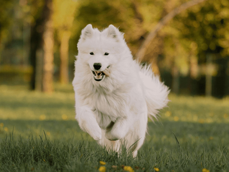 Ein Hund läuft über eine Wiese im Weinheimer Schlosspark.