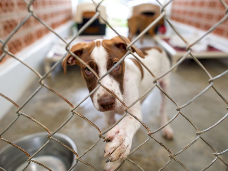 Ein Hund schaut durch einen Zwinger im Tierheim in Weinheim.