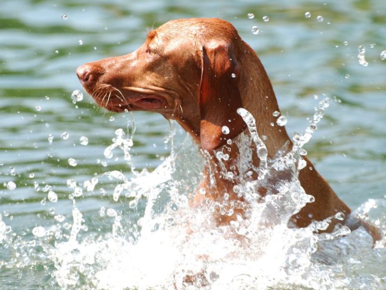 Ein brauner Hund badet im See und Wassertropfen spritzen um ihn.