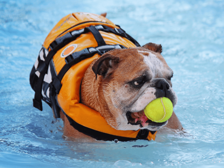 Hund schwimmt im Pool mit Schwimmhilfe in einer Hundeschwimmhalle.