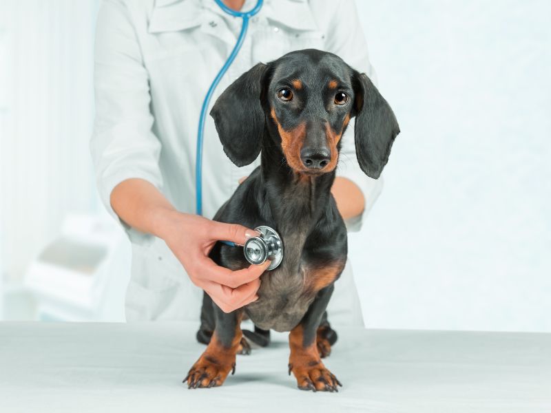 Ein Dackel wird beim Tierarzt mit einem Stethoskop untersucht.