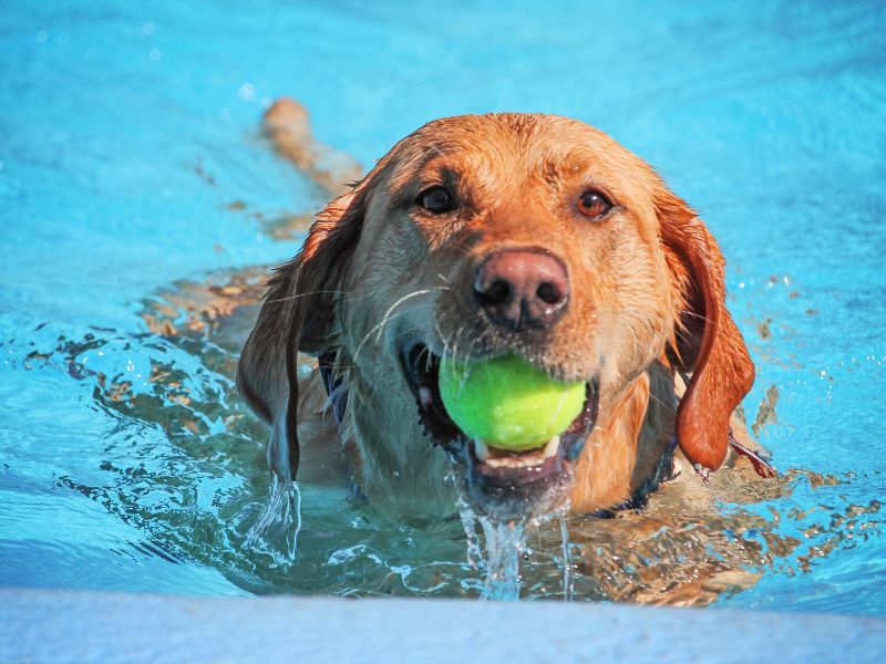 Hund schwimmt mit Ball im Freibad beim Hundeschwimmtag.