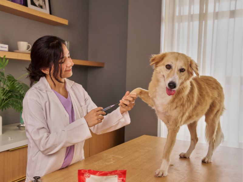 Eine mobile Tierärztin behandelt Hund zu Hause beim Hausbesuch.